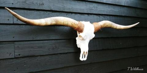 Longhorn.skull.180 cm.hoorns.schedel en hoorns.veranda.gewei