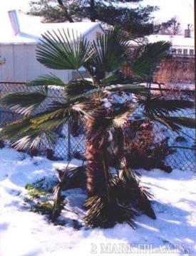 VERSE. 25 x Trachycarpus Fortunei, Winterhard Palmboom zaden