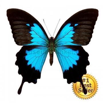 De mooiste opgezette vlinders van de Benelux!