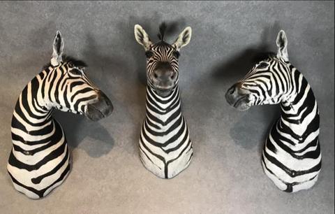 Nieuw opgezette taxidermy zebra kop of zebrakop