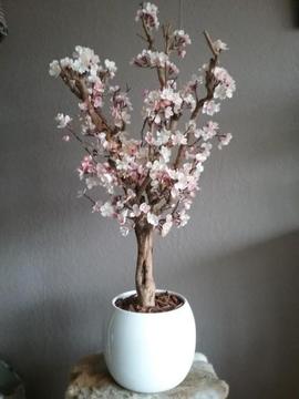 Prachtige bloesemboom Japanse kersenbloesem NIEUW