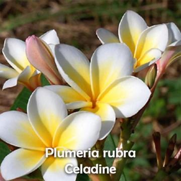 Plumeria rubra Frangipani - nieuwe soorten op voorraad