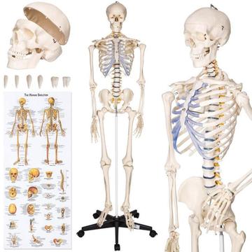 Anatomie model - Het menselijk skelet, 181cm 400502