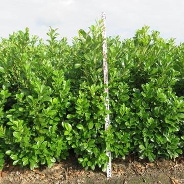 Laurier kopen | Prunus Laurocerasus, Laurierkers haagplanten