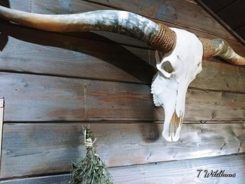 Longhorn texas skull 180 cm. Echte hoorns en schedel