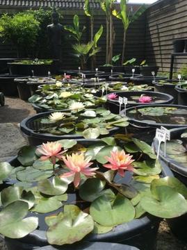 Waterlelies en Lotusplanten, WIJ ZIJN UNIEK IN EUROPA