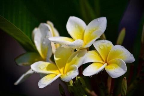Bunga kemboja - Plumeria Bali