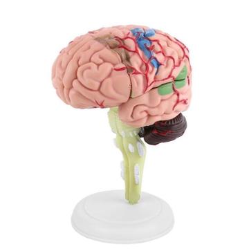 Brein Menselijk Anatomie Model / School Skelet Medisch