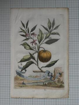 Munting 1696 OranjeBoom Malus Aurantia Striis Aureis Distin