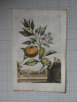 Munting 1696 OranjeBoom Malus Aurantia Striis argentee