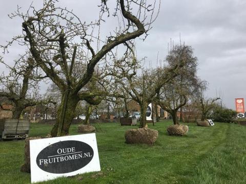 60 jaar oude fruitbomen met garantie, perenbomen, appelbomen