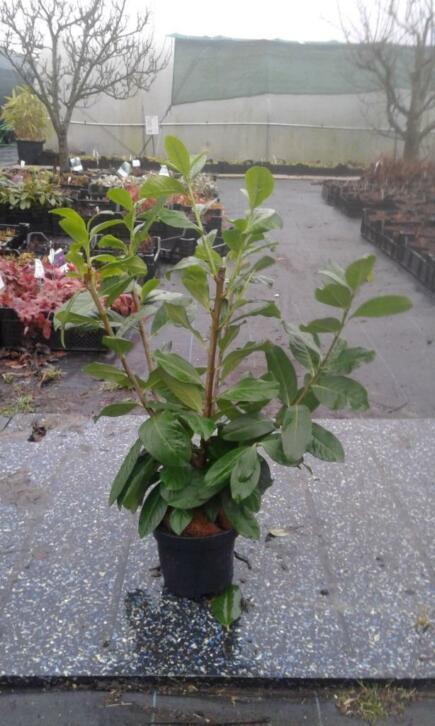 Laurier prunus laurocerasus rotundifolia haagbeplanting