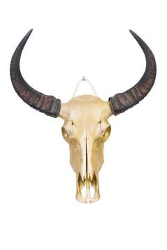 ECHTE XL Ibiza buffel schedels in alle kleuren buffelschedel