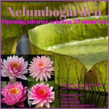 Waterlelies en Lotusplanten SHOW, uniek in NL. Nelumbogarden