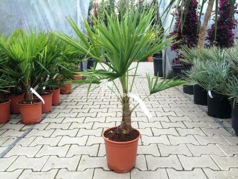 Trachycarpus fortunei palmboom te koop, voor 20.00 euro!