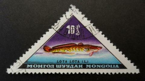 Mongolië - vis - Lota lota - 10S