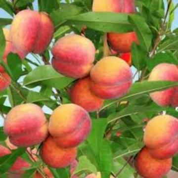 Fruitbomen halfstam hoogstam appel peer pruim kers walnoot