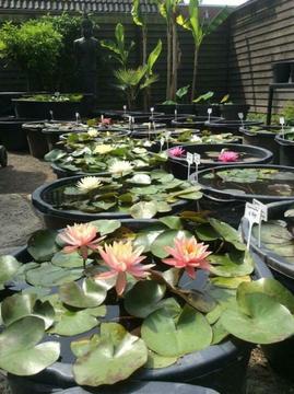 Waterlelies en Lotusplanten show, Nelumbogarden uniek in NL