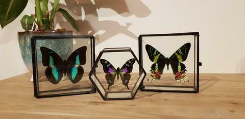 Diverse opgezette vlinders, kevers, libellen etc in stolp