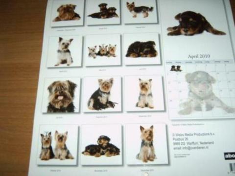 Yorkshire Terrier kalender 2010 nieuw