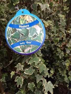 Grootste assortiment Hedera klimop klimplant afrastering