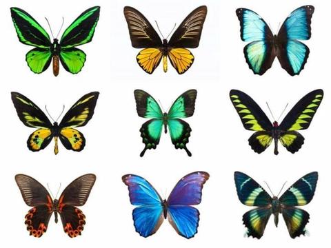 Mooiste opgezette vlinders van NL, meer dan 350 soorten