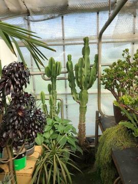 Diverse soorten cactussen