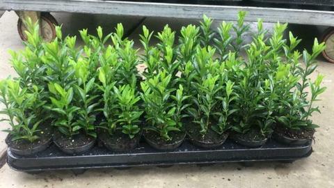 Buxusvervanger Euonymus Green Spire met 4 planten per pot