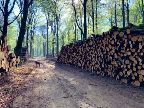 openhaardhout, kaminholz, brandhout, stammen hout