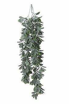 Schefflera hangplant header