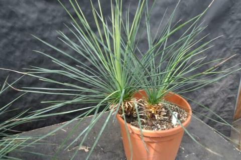 Yucca linearifolia ssp Galeana 5, 2 kop