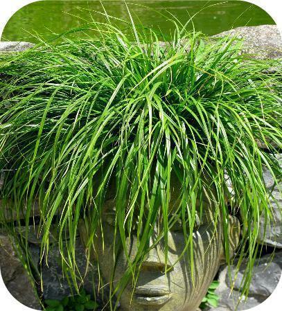 Siergrassen, siergras, Carex, Pennisetum, Cortaderia