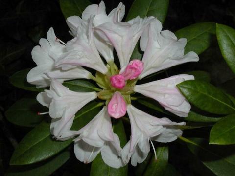 Rhododendron planten, mooie grote bloemen diverse kleuren