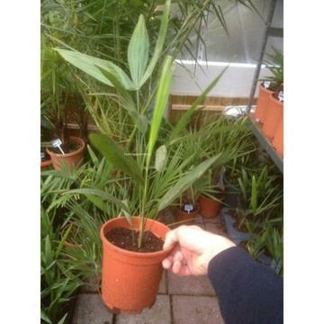 Trachycarpus Fortunei Winterharde Palmboom 30-40cm art60527
