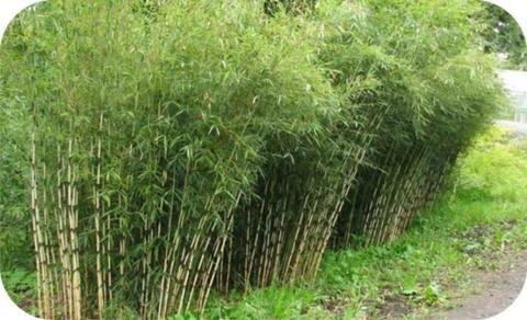 Bamboe Fargesia robusta Campbell â‚¬ 10,- pst., woekert niet