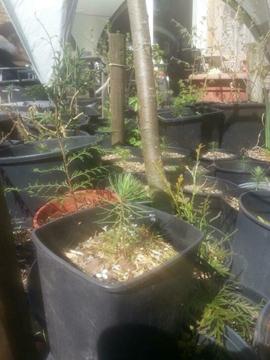 Pinus pinaster, Zeeden zaailingen bonsai jonge bomen