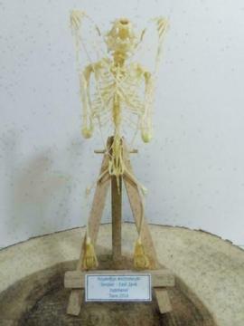 Vleerhonden skelet - taxidermie