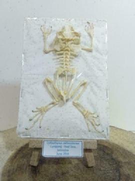 Skelet van een pad - duttaphrnus melanostictus