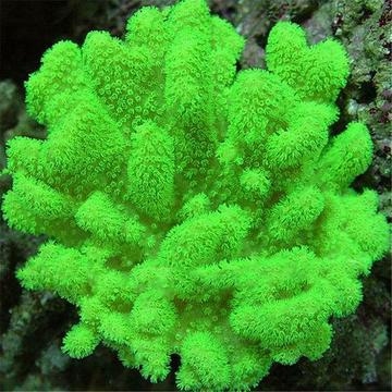 Egrow 1000 stuks aquarium plantenzaden aquarium moss vare