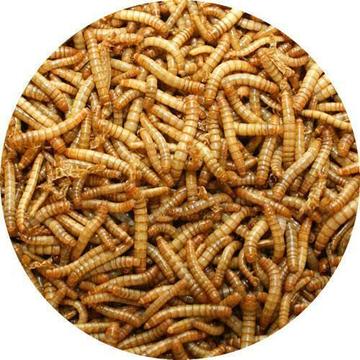 Koivoer | Meelwormen | 12,8 liter (±2140gr)